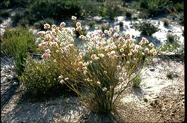 APII jpeg image of Verticordia ovalifolia  © contact APII