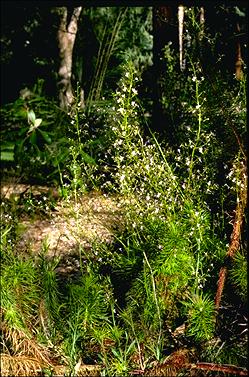 APII jpeg image of Stylidium laricifolium  © contact APII