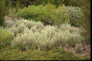 APII jpeg image of Teucrium racemosum  © contact APII