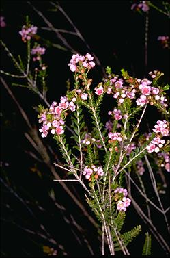 APII jpeg image of Thryptomene saxicola  © contact APII