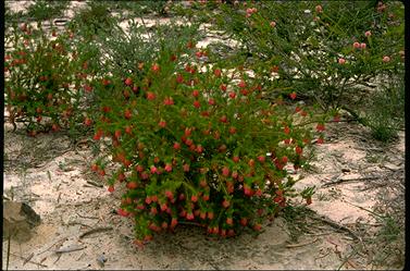 APII jpeg image of Darwinia lejostyla  © contact APII