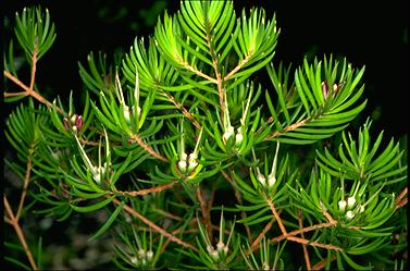 APII jpeg image of Darwinia procera  © contact APII