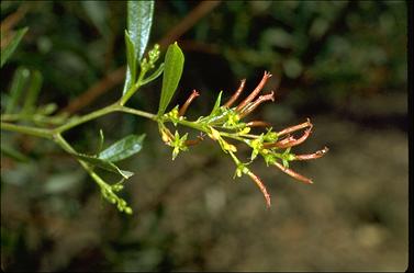 APII jpeg image of Dodonaea viscosa  © contact APII