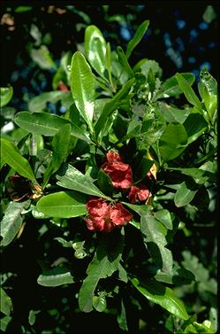 APII jpeg image of Dodonaea viscosa subsp. viscosa  © contact APII