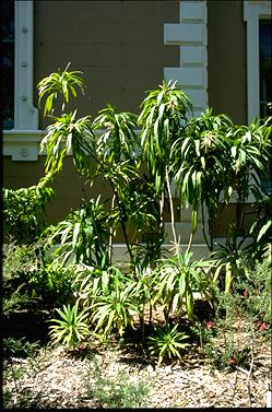 APII jpeg image of Cordyline stricta  © contact APII