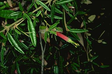 APII jpeg image of Correa decumbens  © contact APII