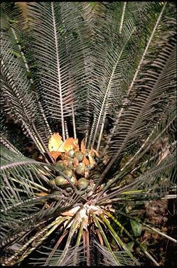 APII jpeg image of Cycas calicola  © contact APII