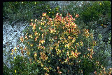 APII jpeg image of Lechenaultia linarioides  © contact APII