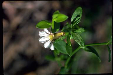 APII jpeg image of Scaevola angulata  © contact APII