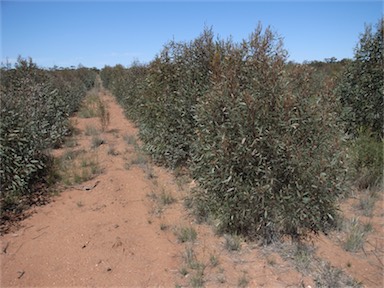 APII jpeg image of Eucalyptus polybractea  © contact APII