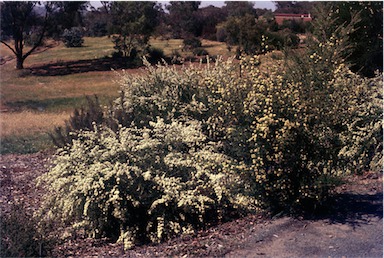 APII jpeg image of Kunzea ambigua  © contact APII