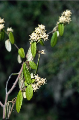 APII jpeg image of Pomaderris brunnea  © contact APII