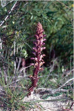 APII jpeg image of Orobanche minor  © contact APII