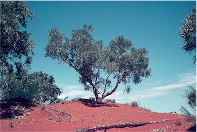 APII jpeg image of Corymbia opaca  © contact APII