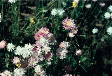 APII jpeg image of Rhodanthe chlorocephala subsp. rosea  © contact APII