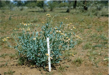 APII jpeg image of Senecio magnificus  © contact APII