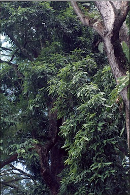 APII jpeg image of Eucalyptopsis papuana  © contact APII