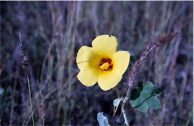 APII jpeg image of Hibiscus apodus  © contact APII