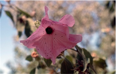 APII jpeg image of Hibiscus symonii  © contact APII