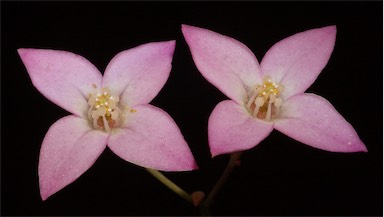 APII jpeg image of Boronia ovata  © contact APII