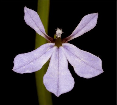 APII jpeg image of Lobelia anceps  © contact APII