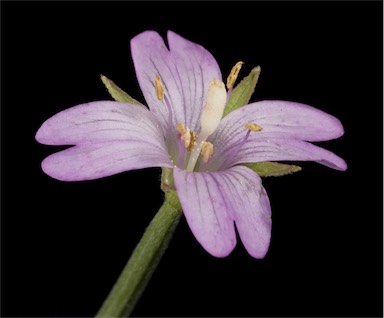 APII jpeg image of Epilobium tetragonum  © contact APII