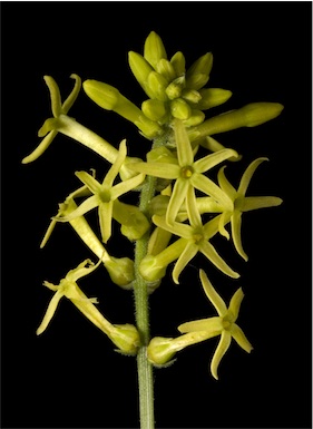 APII jpeg image of Stackhousia sp. Mt Keith (G.Cockerton & G.O'Keefe 11017)  © contact APII