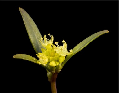 APII jpeg image of Monotaxis luteiflora  © contact APII