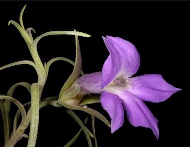 APII jpeg image of Eremophila spectabilis subsp. brevis  © contact APII