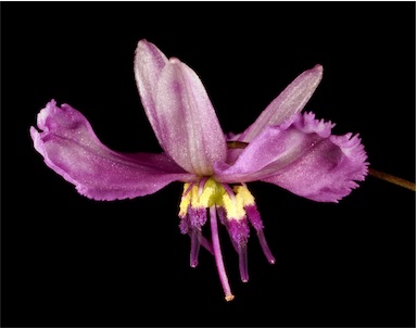 APII jpeg image of Arthropodium dyeri  © contact APII