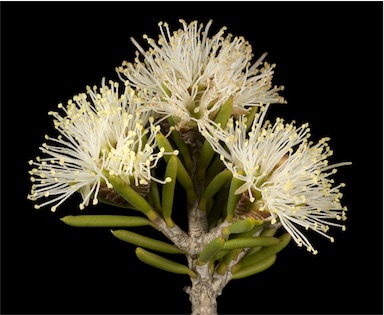 APII jpeg image of Melaleuca pauperiflora subsp. pauperiflora  © contact APII