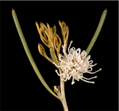 APII jpeg image of Hakea meisneriana  © contact APII