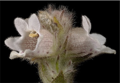 APII jpeg image of Hemiphora bartlingii  © contact APII