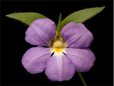 APII jpeg image of Scaevola striata  © contact APII