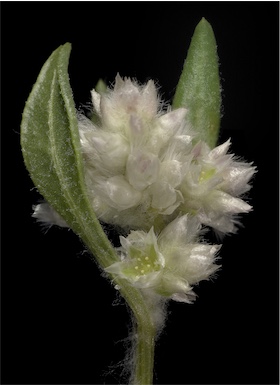 APII jpeg image of Ptilotus villosiflorus  © contact APII