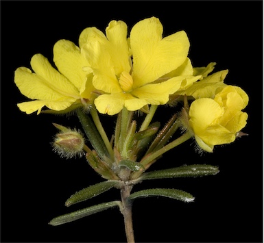 APII jpeg image of Hibbertia fasciculiflora  © contact APII