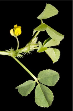 APII jpeg image of Medicago polymorpha  © contact APII