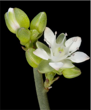 APII jpeg image of Macarthuria australis  © contact APII