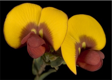 APII jpeg image of Bossiaea pulchella  © contact APII