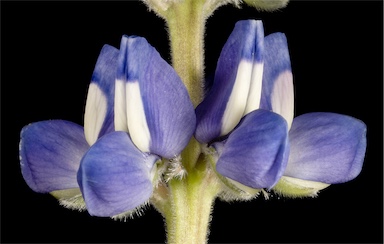 APII jpeg image of Lupinus cosentinii  © contact APII