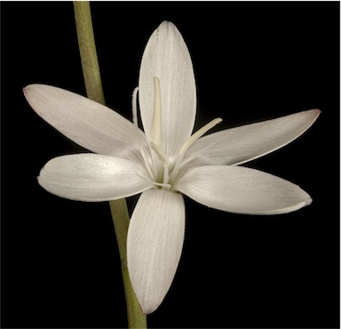 APII jpeg image of Hesperantha falcata  © contact APII