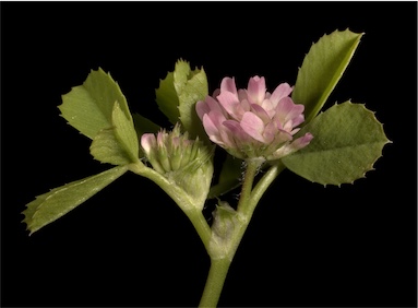 APII jpeg image of Trifolium tomentosum  © contact APII