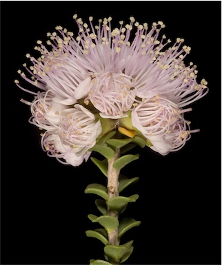 APII jpeg image of Kunzea sp.  © contact APII