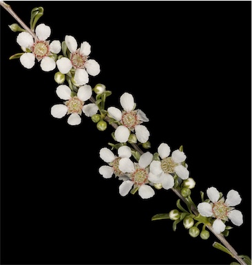 APII jpeg image of Leptospermum fastigiatum  © contact APII