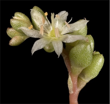 APII jpeg image of Calandrinia granulifera  © contact APII