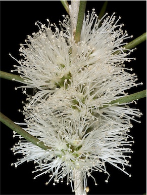 APII jpeg image of Melaleuca teretifolia  © contact APII