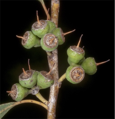 APII jpeg image of Eucalyptus foecunda  © contact APII