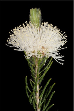 APII jpeg image of Melaleuca urceolaris  © contact APII