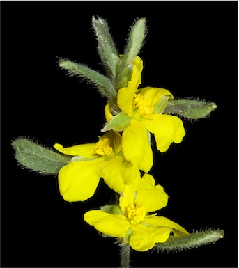 APII jpeg image of Hibbertia commutata  © contact APII