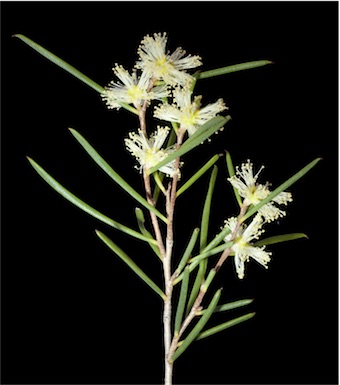 APII jpeg image of Melaleuca interioris  © contact APII